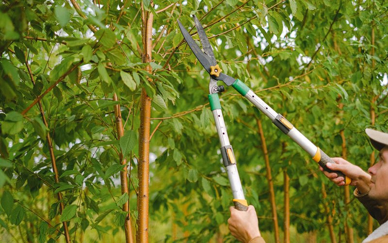 Tree trimming in Santa Clarita, CA